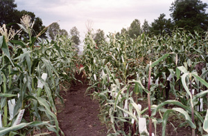 Photo of corn plants in August.