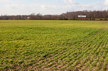 Photo of cover crop