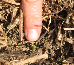 Photo of black cutworm damage