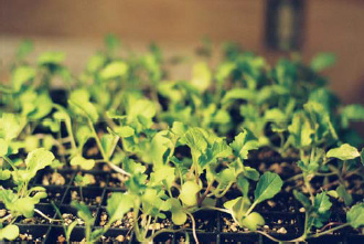 Photo of seedlings of the bok choy-rapini cross.