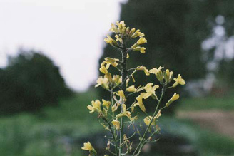 Photo of cabbage aphid colony on bolted broccoli