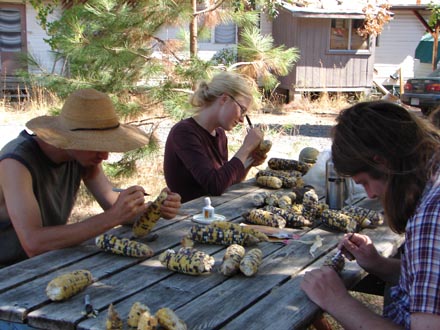 Photo of workers selecting and marking individual kernels.