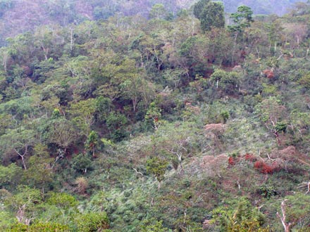 Photo of an ‘aerial’ view of two management areas within Finca Irlanda