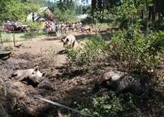 Photo of Willow-Witt Ranch pigs