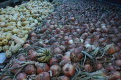 Photo of squash and onions harvested at Blue Fox Farm.