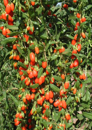 Photo of goji berries