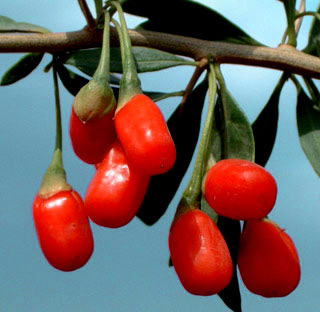 Close-up of goji berries