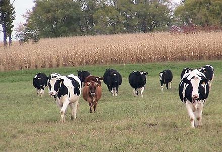 Photo of New York organic dairy farmer Elizabeth Martens' cows