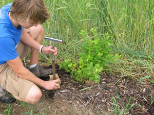 Photo of Taking subsoil sampling in blueberry planting