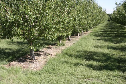 Photo of wood mulch treatment at Chris Frieder's organic Bosc pear orchard
