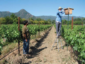 Photo of songbird nest boxes installed in a California coastal vineyard.