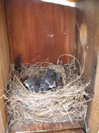 Photo of Songbirds nestlings occupy a nest box