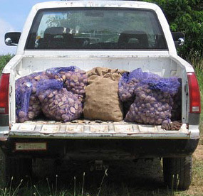 Photo of cut seed tubers ready for planting day at Aue farm, 2007.