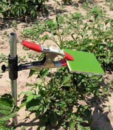 Photo of Green tile traps painted with Tanglefoot.