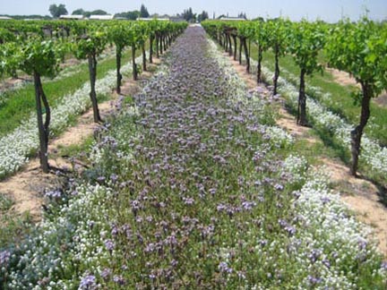 Photo of fall-sown purple tansy (Phacelia tanacetifolia) and sweet alyssum (Lobularia maritima).