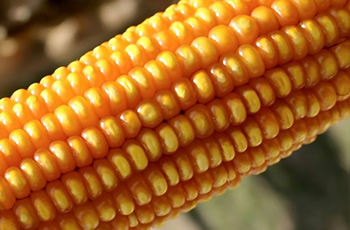 photo of maize