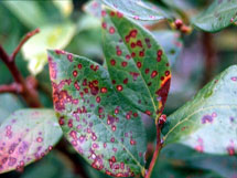 Photo of Foliar diseases such as Septoria leaf spot reduce photosynthesis of affected plants