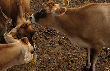 photo of cows