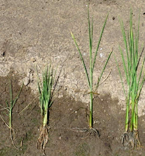 Photo of comparison of rice plants after one month of aerobic, drained conditions.
